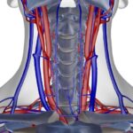 Ultrazvok vratnih žil