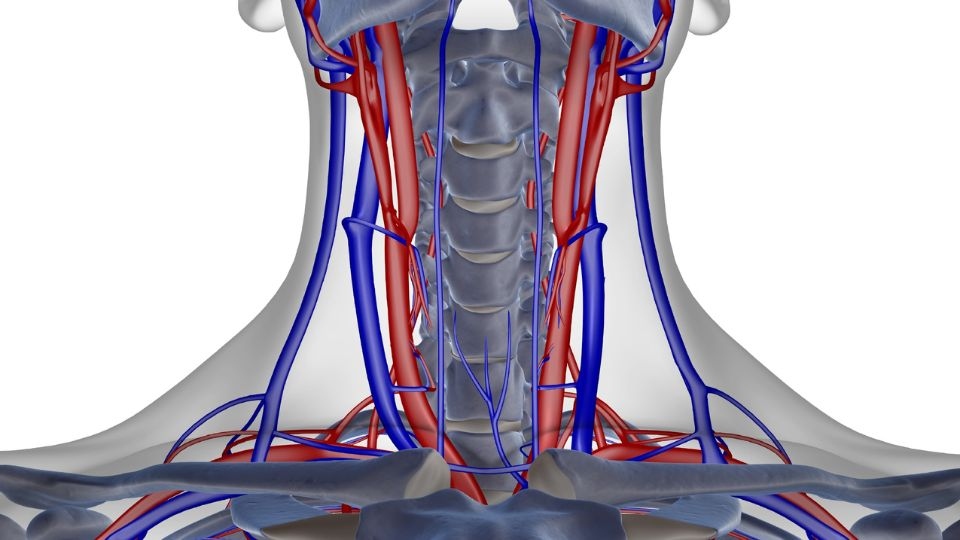 Ultrazvok vratnih žil – ne odlašajte in se prijavite na pregled